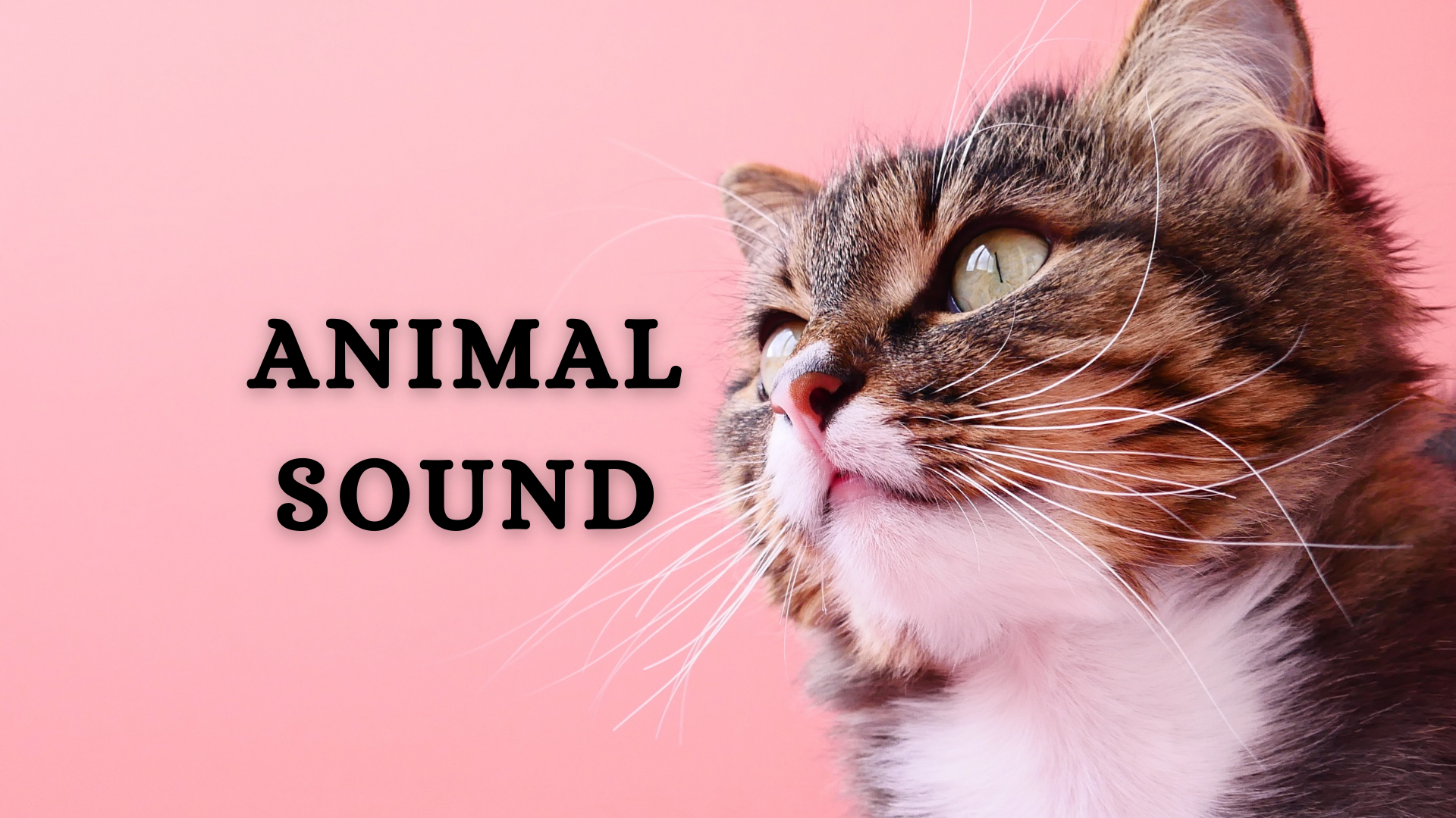 ANIMAL SOUNDS (SET-1)