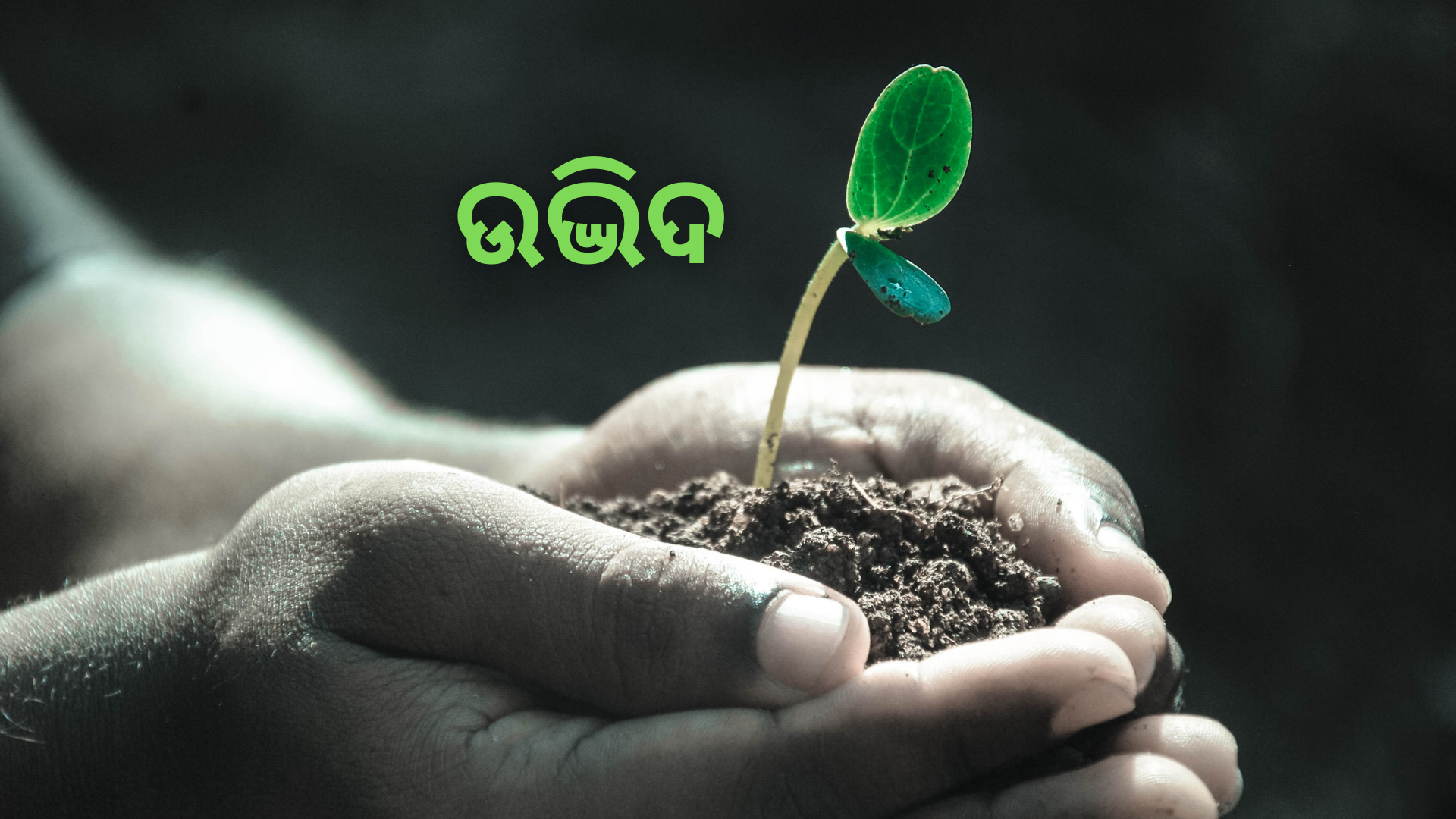 OAV-ଉଦ୍ଭିଦ (ସେଟ୍-4)