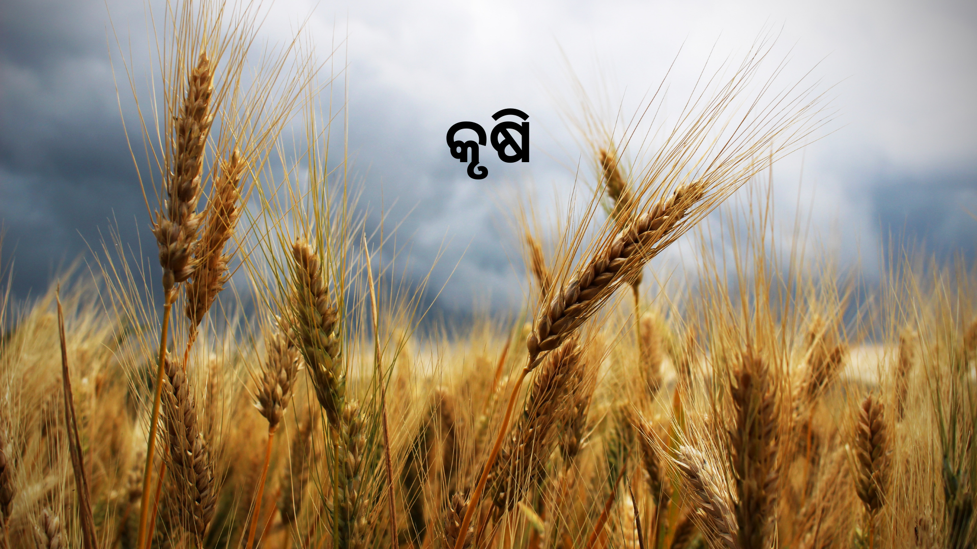 OAV-କୃଷି (ସେଟ୍-3)