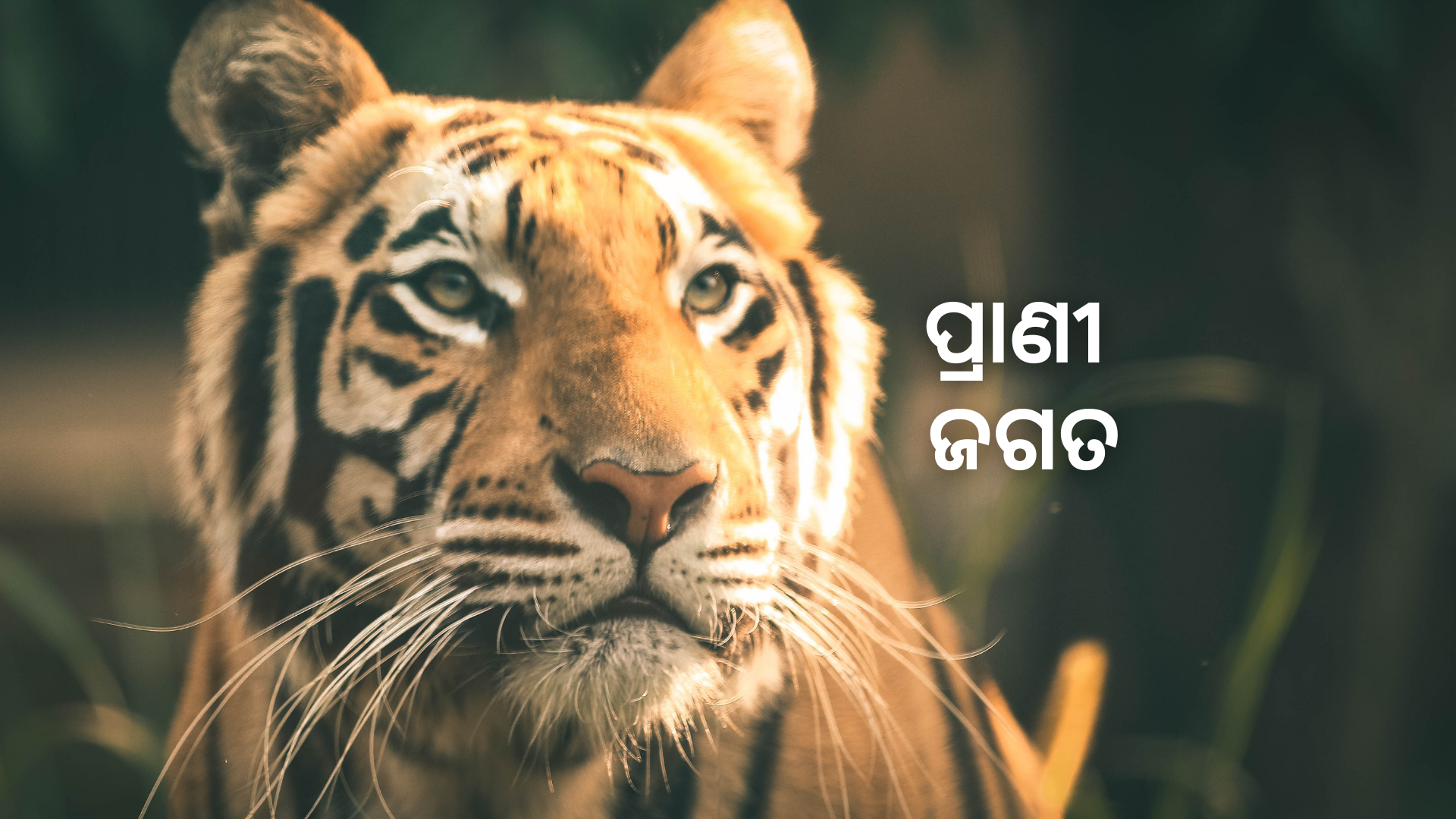 OAV-ପ୍ରାଣୀ ଜଗତ (ସେଟ୍-2)