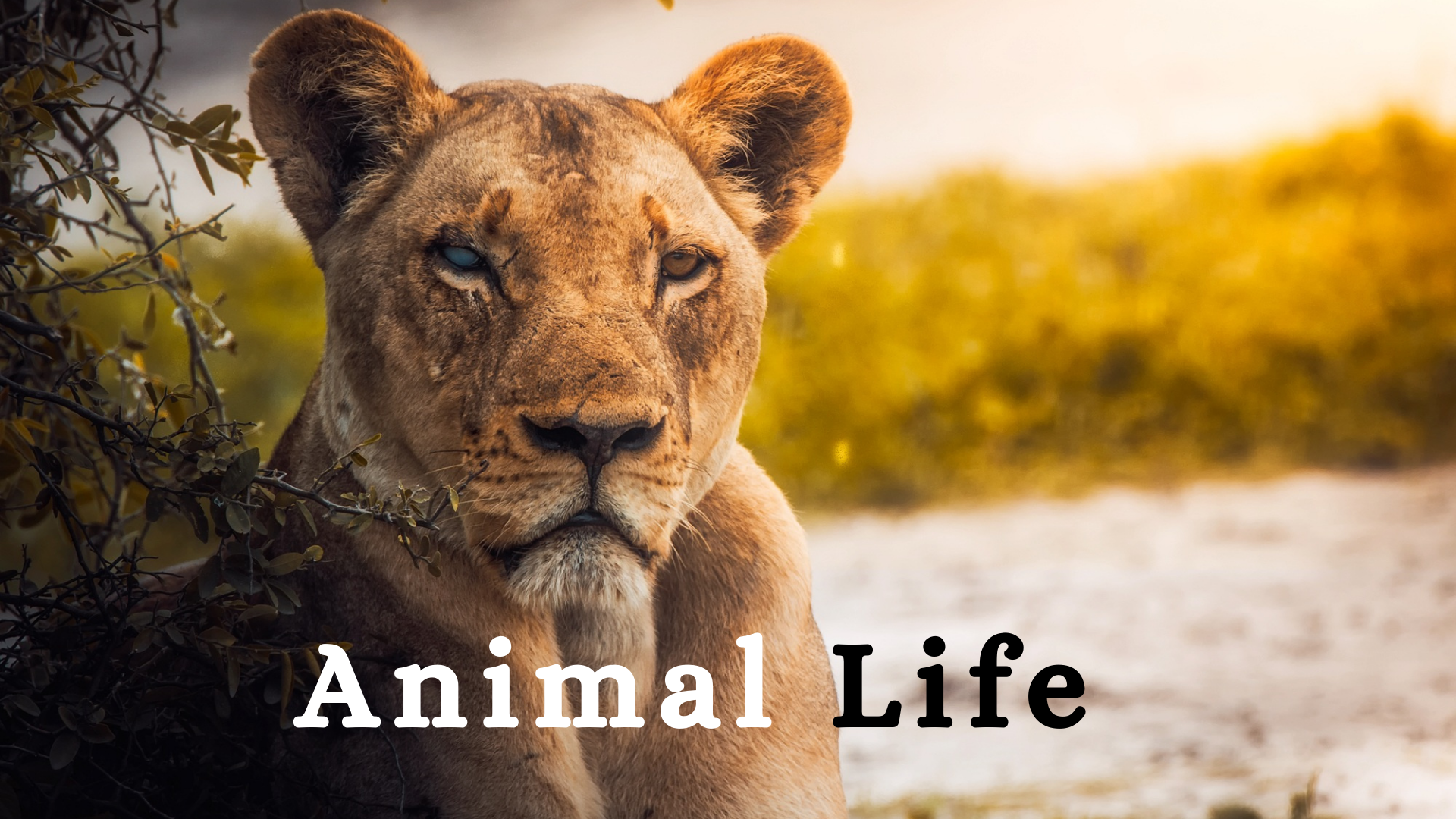 OAV-ANIMAL LIFE (PRACTICE SET-4)
