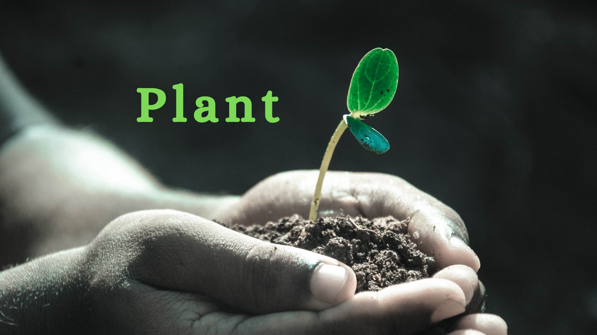 OAV-PLANT (PRACTICE SET-4)